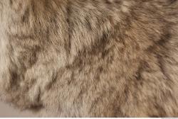 Photo Textures of Fur